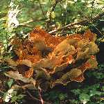 chicken-of-the woods
